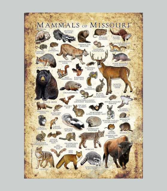 Missouri Mammals Poster Print Field Guide Art - Signed - image 1