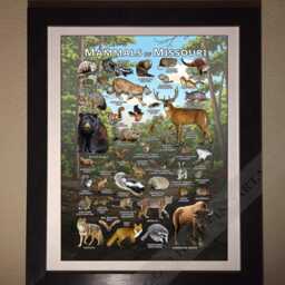Missouri Mammals Poster Print Field Guide Art - Signed - thumbnail 2