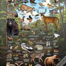 Missouri Mammals Poster Print Field Guide Art - Signed - thumbnail 3