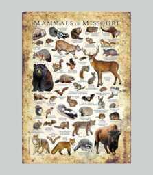 Missouri Mammals Poster Print Field Guide Art - Signed - thumbnail 1