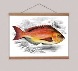 Vintage Reef Fish Canvas Print, Natural Oak Magnetic Hanger - thumbnail 1