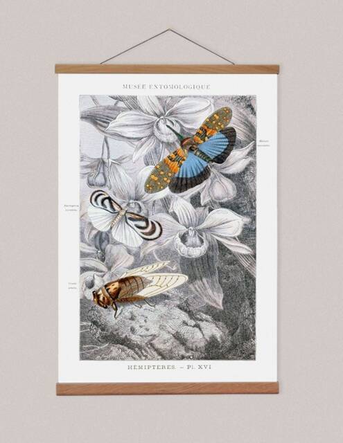 Entomology Canvas Print With Oak Magnetic Hanger, Vintage Insect Art - image 1