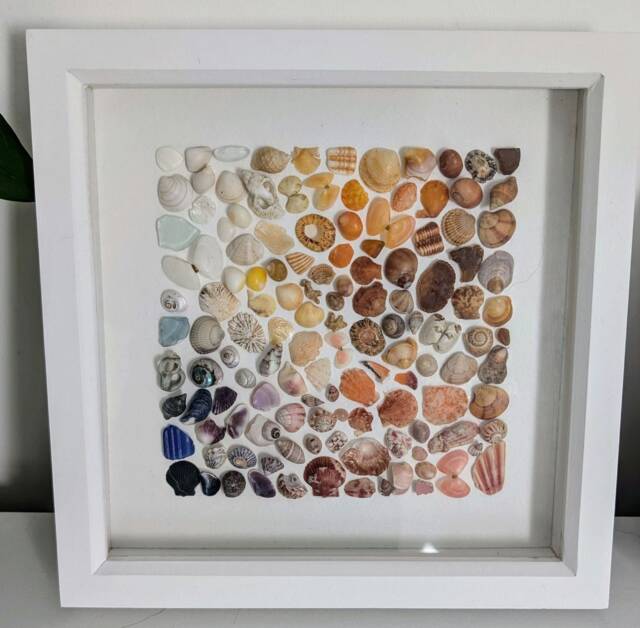 Collage Razor Seashell Coastal Collage Wall Art - Of Tiny Seashells Including Razor ...