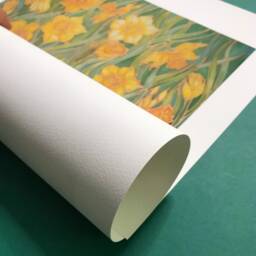 Daffodils Flower Wall Art - Floral Yellow Green Unmounted Print Living Room Vibrant Home Decor - thumbnail 2
