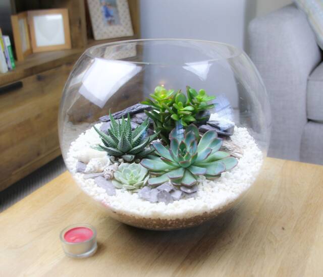 Extra Large Globe Terrarium Kit - 30cm Succulent Display Luxury Gift UK - image 1