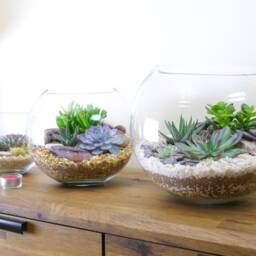 Extra Large Globe Terrarium Kit - 30cm Succulent Display Luxury Gift UK - thumbnail 4