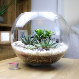 Extra Large Globe Terrarium Kit - 30cm Succulent Display Luxury Gift UK - thumbnail 3