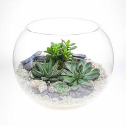 Extra Large Globe Terrarium Kit - 30cm Succulent Display Luxury Gift UK - thumbnail 2