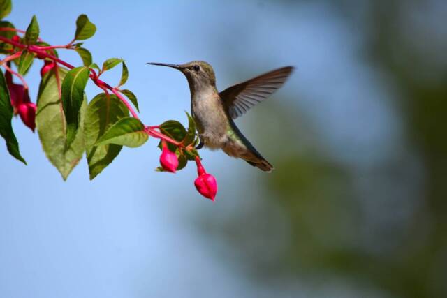 Instant Download, Hummingbird, Fuschia, Hummingbird Wall Art, Decor, Nature Photography, Wildlife Photos, Hummingbirds - image 1