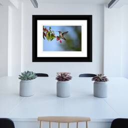 Instant Download, Hummingbird, Fuschia, Hummingbird Wall Art, Decor, Nature Photography, Wildlife Photos, Hummingbirds - thumbnail 4