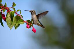 Instant Download, Hummingbird, Fuschia, Hummingbird Wall Art, Decor, Nature Photography, Wildlife Photos, Hummingbirds