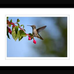 Instant Download, Hummingbird, Fuschia, Hummingbird Wall Art, Decor, Nature Photography, Wildlife Photos, Hummingbirds - thumbnail 2