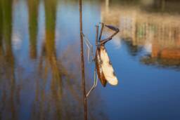 Recycled Metal Handcrafted Preying Mantis Stick. Outdoor Garden Stake. Pond Lake Decoration - thumbnail 1