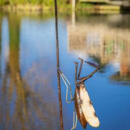 Recycled Metal Handcrafted Preying Mantis Stick. Outdoor Garden Stake. Pond Lake Decoration - thumbnail 2
