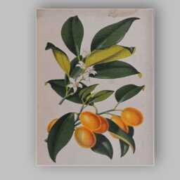Vintage Kumquat Botanical Citrus Branch Illustration Canvas Wall Art Print Decor Picture Ready To Hang - thumbnail 1