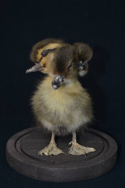 Handmade Taxidermy 3 Headed Yellow With Brown Duckling Mounted in Glass Dome Oddity Home Deco, Christmas Gift Housewarming Collectable - image 1