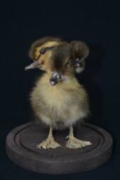 Handmade Taxidermy 3 Headed Yellow With Brown Duckling Mounted in Glass Dome Oddity Home Deco, Christmas Gift Housewarming Collectable