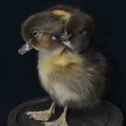 Handmade Taxidermy 3 Headed Yellow With Brown Duckling Mounted in Glass Dome Oddity Home Deco, Christmas Gift Housewarming Collectable - thumbnail 2