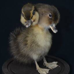 Handmade Taxidermy 3 Headed Yellow With Brown Duckling Mounted in Glass Dome Oddity Home Deco, Christmas Gift Housewarming Collectable - thumbnail 3