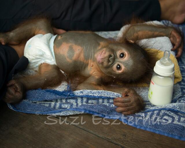 Baby Orangutan Nursery Art Print Adorable Monkey Photo - 8x10 - image 1