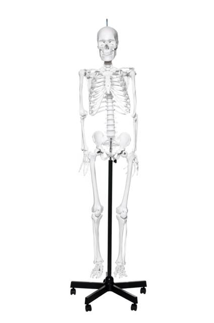 Human Skeleton - image 1