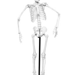 Human Skeleton - thumbnail 4