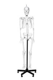 Human Skeleton