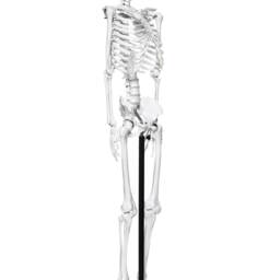 Human Skeleton - thumbnail 2