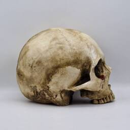 Tears Of Death. Plaster Paris Life Size Human Skull Replica - thumbnail 4