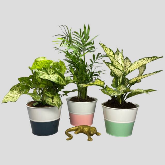 Pink, Blue & Green Metal Plant Pots - Fits 12cm - image 1