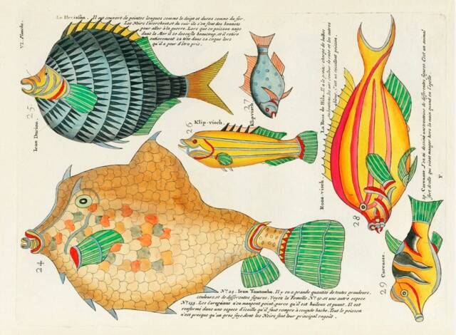 Vintage Fish Print, Nature Louis Reynard Print