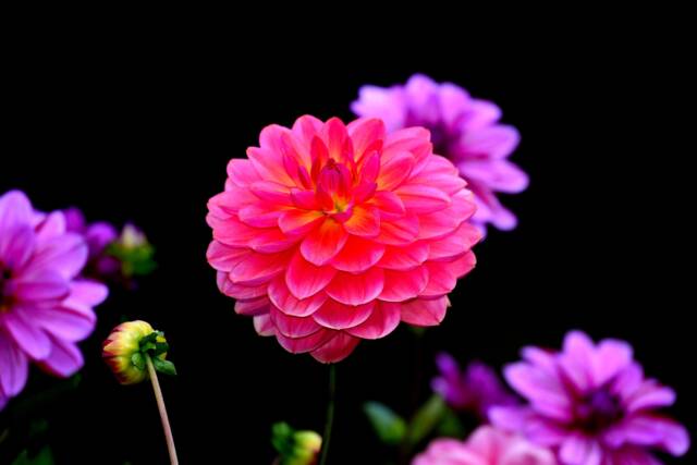Digital Download Dahlias Flower, Dahlia Print, Beautiful Flower Prints, Wall Art, Photography - image 1