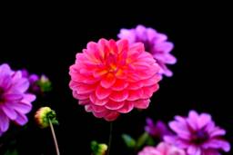 Digital Download Dahlias Flower, Dahlia Print, Beautiful Flower Prints, Wall Art, Photography - thumbnail 1