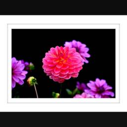 Digital Download Dahlias Flower, Dahlia Print, Beautiful Flower Prints, Wall Art, Photography - thumbnail 2