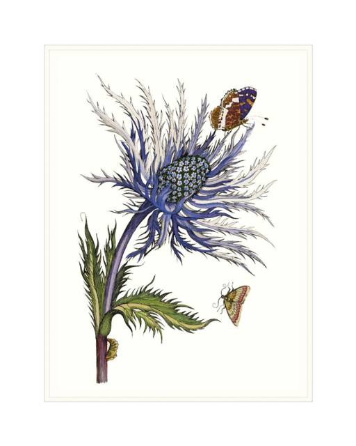 Sea Holly Art Print Purple Eryngium Flower Wall Print - image 1
