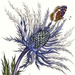 Sea Holly Art Print Purple Eryngium Flower Wall Print - thumbnail 2