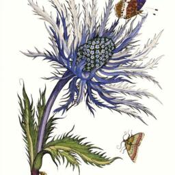 Sea Holly Art Print Purple Eryngium Flower Wall Print - thumbnail 3