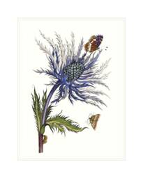 Sea Holly Art Print Purple Eryngium Flower Wall Print - thumbnail 1