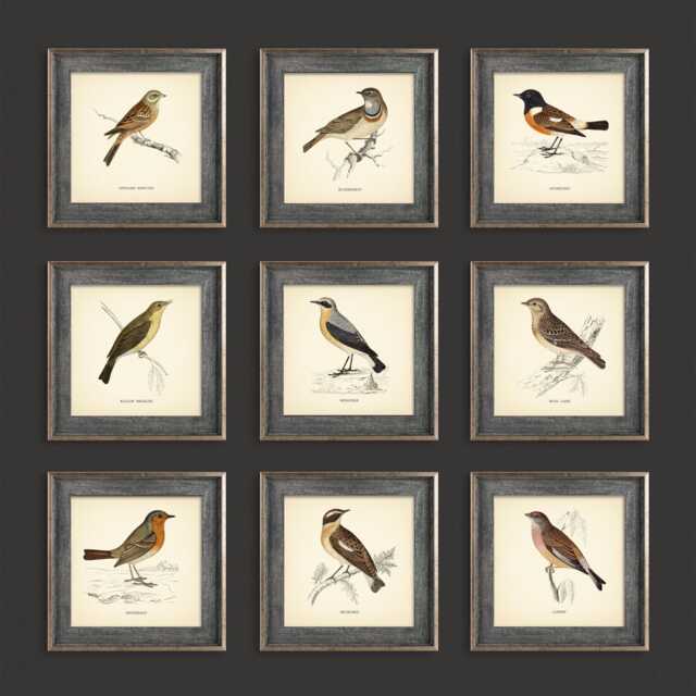 Set Of 9 British Birds Prints Square Botanical Vintage Classic Decor Neutral Home Wall Art Cottage - image 1