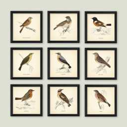 Set Of 9 British Birds Prints Square Botanical Vintage Classic Decor Neutral Home Wall Art Cottage - thumbnail 3