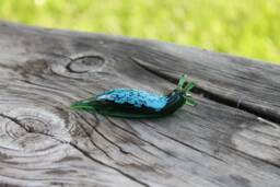 Spotted Slug Glass Sculpture Glass Slug Lampwork Glass Animals Handcrafted Snail - thumbnail 1