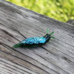Spotted Slug Glass Sculpture Glass Slug Lampwork Glass Animals Handcrafted Snail - thumbnail 3