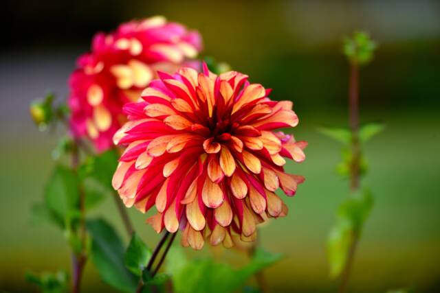 Dahlias Photograph Wall Art, Digital Download, Botanical Photo, Flower Decor, Nursery Nature Art - image 1