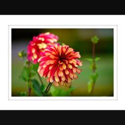 Dahlias Photograph Wall Art, Digital Download, Botanical Photo, Flower Decor, Nursery Nature Art - thumbnail 2