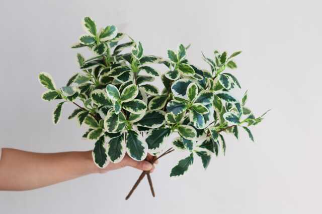 Faux Schefflera Actinophylla, Artificial Spring Leaf Branch, Fake Plant Stem in Minimalist Style, Office/Wedding/Home Craft Decoration Gifts - image 1