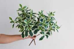 Faux Schefflera Actinophylla, Artificial Spring Leaf Branch, Fake Plant Stem in Minimalist Style, Office/Wedding/Home Craft Decoration Gifts - thumbnail 1