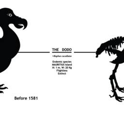 Animal Wall Decal Dodo Wall Decor, Mauritius Extinct Bird With Dates & Skeleton Sticker - thumbnail 3