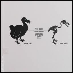 Animal Wall Decal Dodo Wall Decor, Mauritius Extinct Bird With Dates & Skeleton Sticker - thumbnail 1