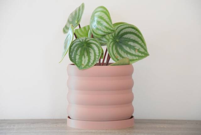 "Bubbly Planter With Drainage & Saucer in Country Pink, Unique 3D-Printed Plant Pot, Small To Large Sizes 4"" 5"" 6"" 7"" 8" - image 1