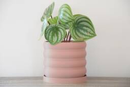 "Bubbly Planter With Drainage & Saucer in Country Pink, Unique 3D-Printed Plant Pot, Small To Large Sizes 4"" 5"" 6"" 7"" 8" - thumbnail 1